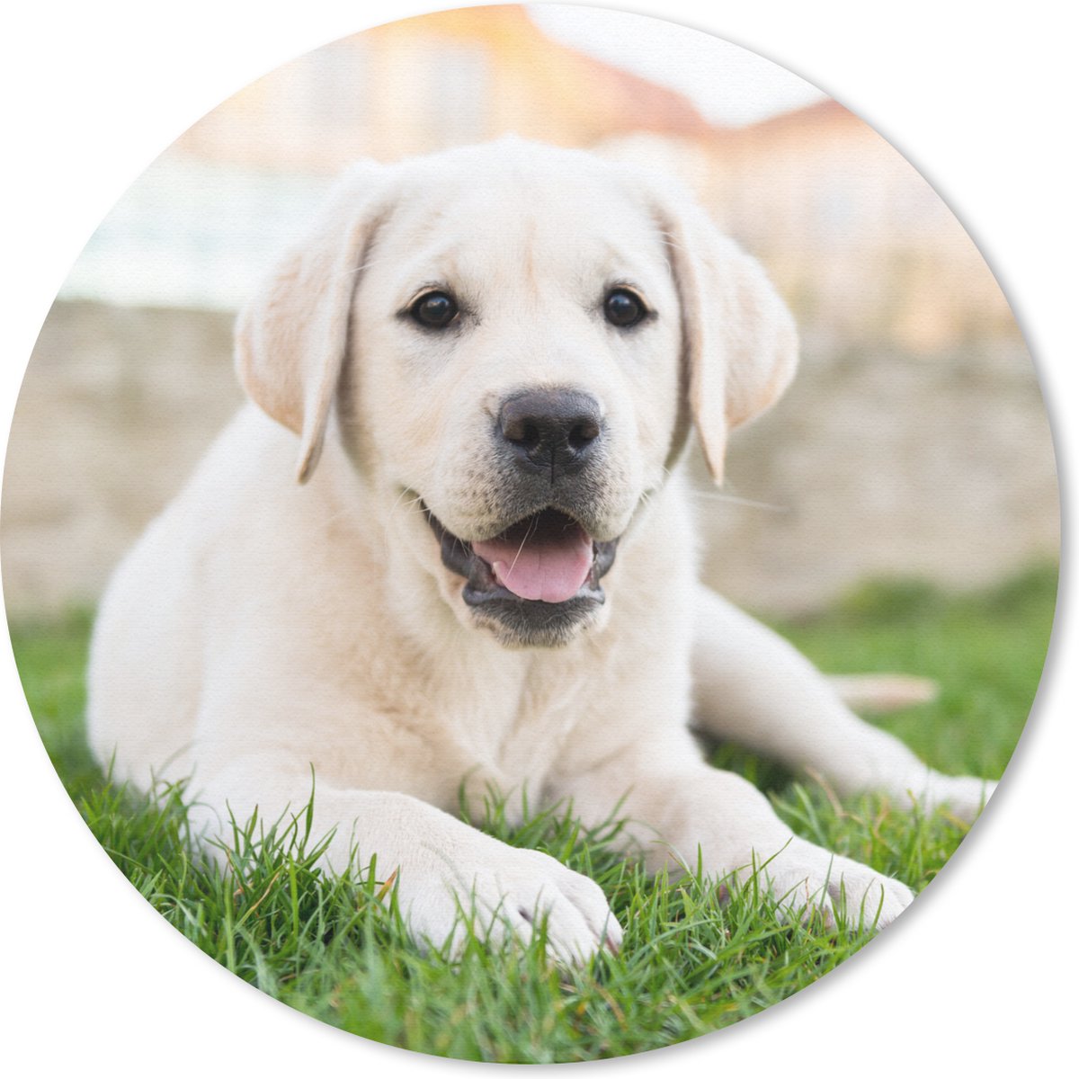 Muismat rond 40x40 cm - Mousepad Witte Labrador Retriever die in het gras ligt - Ronde muismatten
