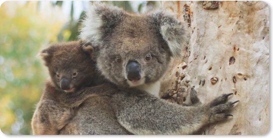 Un tapis de souris représentant une mère et un bébé koala appuyés contre un arbre.