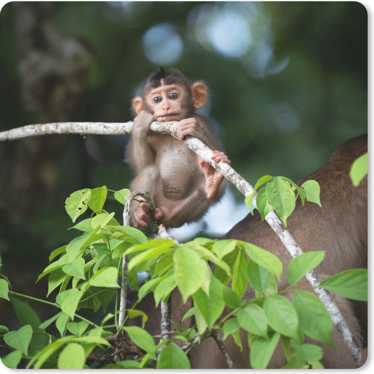 Muismat 30x30 cm - Mousepad Baby - Aap - Takken - Muismatten