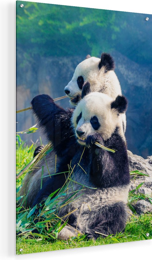 Artaza Glasschilderij - Twee Panda's Eten Bamboe Riet - 50x75 - Plexiglas Schilderij - Foto op Glas