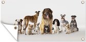 Schuttingposter Groepsportret van honden - 200x100 cm - Tuindoek