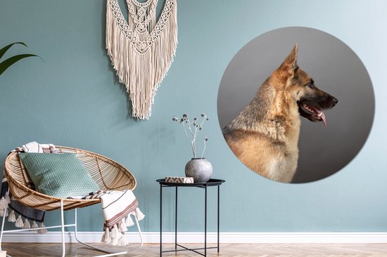 Vue latérale d'un chien de berger allemand Cercle mural aluminium ⌀ 120 cm - tirage photo sur cercle mural / cercle vivant / cercle jardin (décoration murale) XXL / Groot format!
