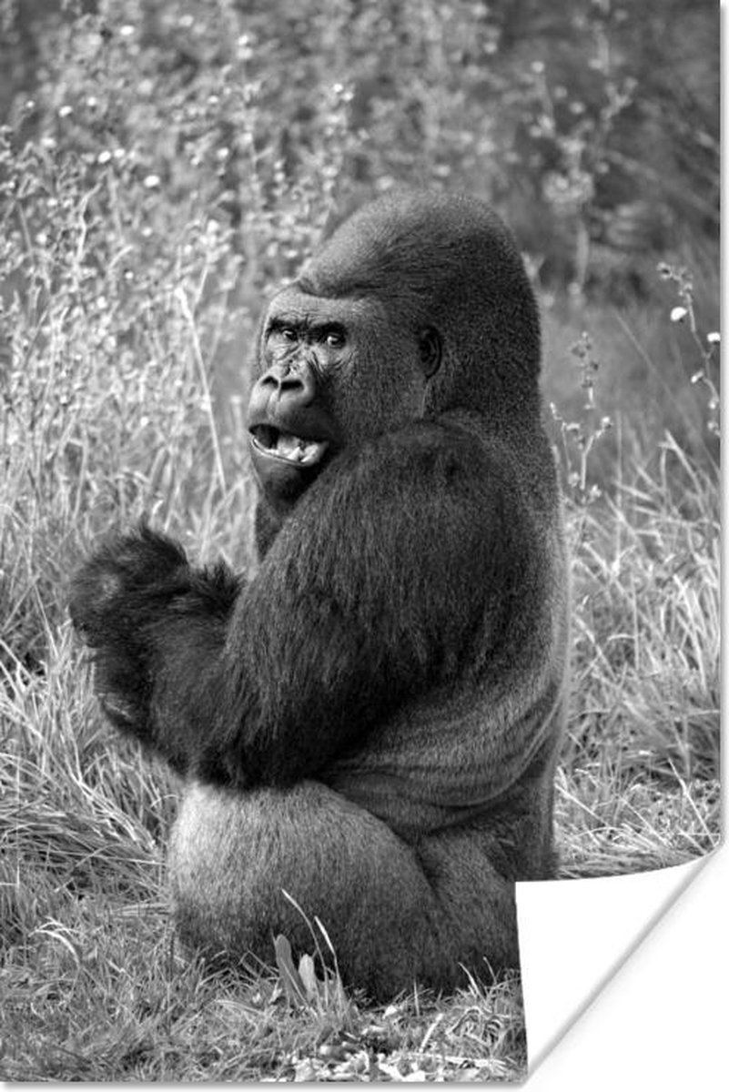 Poster Een naar voedsel zoekende zwarte Gorilla - zwart wit - 20x30 cm - PosterMonkey