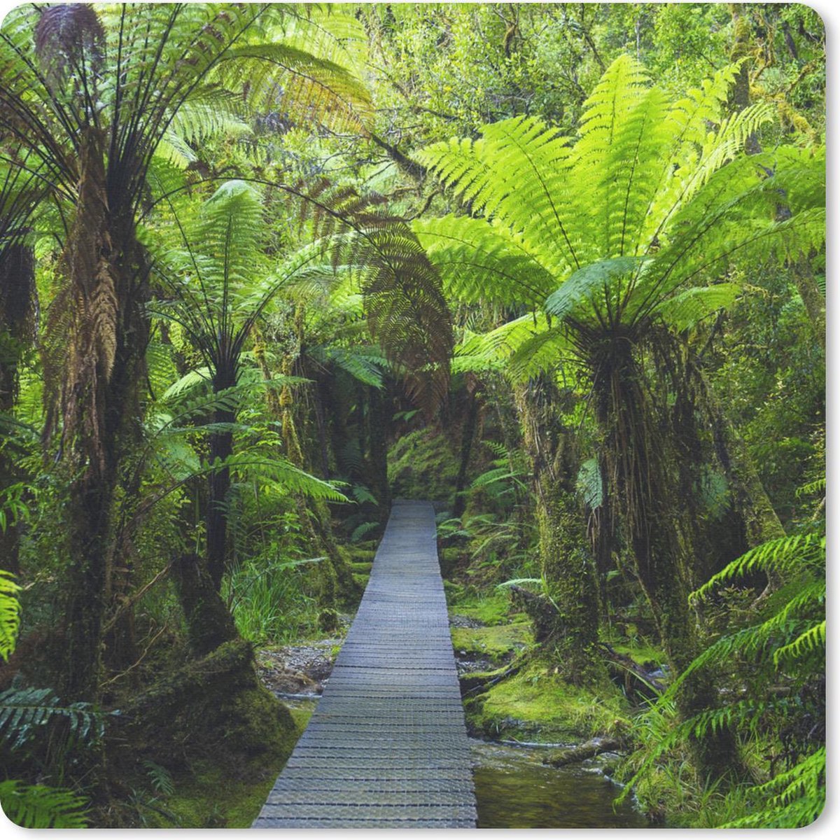 Muismat 20x20 cm - Mousepad Nieuw-Zeeland - Pad - Jungle - Muismatten