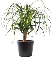 Plant in hydrocultuur systeem van Botanicly: Olifantenpoot met weinig onderhoud – in crème kleurig hydrocultuur sierpot – Hoogte: 35 cm – Beaucarnea recurvata