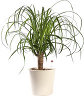 Plant in hydrocultuur systeem van Botanicly: Olifantenpoot met weinig onderhoud – in antraciet kleurig hydrocultuur sierpot – Hoogte: 35 cm – Beaucarnea recurvata