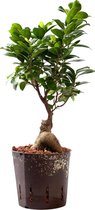 Plant in hydrocultuur systeem van Botanicly: Chinese Vijg met weinig onderhoud – Hoogte: 35 cm – Ficus microcarpa Gin Seng