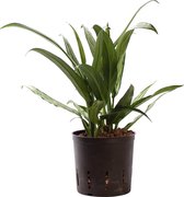 Plant in hydrocultuur systeem van Botanicly: Aglaonema met weinig onderhoud – Hoogte: 35 cm – Aglaonema commutatum Cutlass
