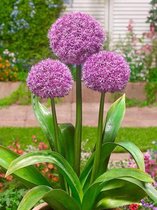 10x Allium 'Party balloons' - BULBi® Bloembollen met bloeigarantie