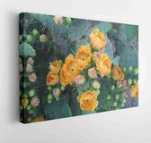 Canvas schilderij - Cactus desert flower nature garden  -     1480661183 - 50*40 Horizontal