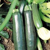 Courgette zaden - Sure Thing