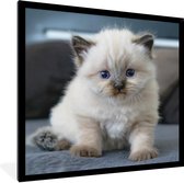 Affiche avec cadre Chaton - Chat - Animal - 40x40 cm