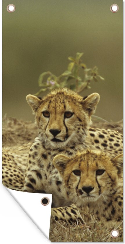 Décoration murale d'extérieur Jeunes guépards - 80x160 cm - Toile de jardin - Poster extérieur