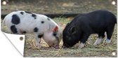 Poster de jardin Cochons - Porcelets - Paille - 80x40 cm - Décoration murale Outdoor - Poster de jardin - Toile de jardin - Poster de clôture - Tableau de jardin