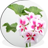WallCircle - Wandcirkel - Muurcirkel - Kleurrijke geranium bloemen - Aluminium - Dibond - ⌀ 120 cm - Binnen en Buiten XXL