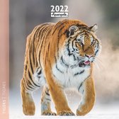 Tijger Kalender 2022