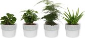 Set van 4 Kamerplanten - Aloe Vera &  Peperomia Green Gold  & Coffea Arabica & Asparagus Plumosus - ± 25cm hoog - 12cm diameter - in betonnen witte pot