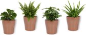 Set van 4 Kamerplanten - Aloe Vera & Peperomia Green Gold & Coffea Arabica & Nephrolepis Vitale - ± 25cm hoog - 12cm diameter - in koperen metallic look pot