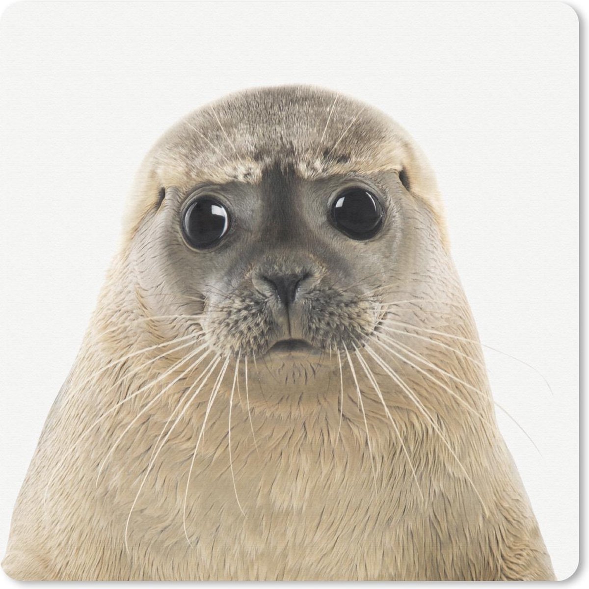 Muismat 20x20 cm - Mousepad Zeehond - Beige - Dieren - Muismatten