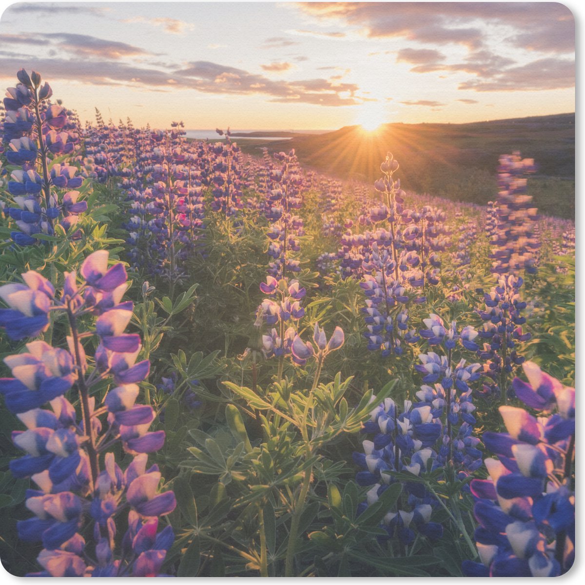 Muismat - Mousepad - Lupine - Bloemen - Zon - Paars - 20x20 cm - Muismatten