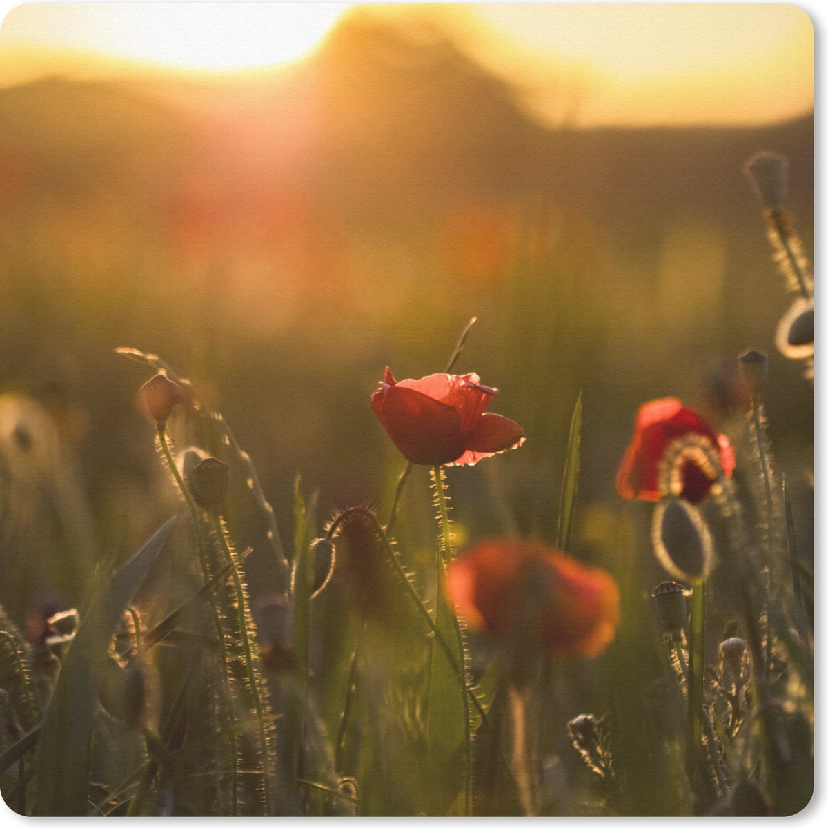 Muismat 30x30 cm - Mousepad Klaproos - Zonsondergang - Goud - Muismatten