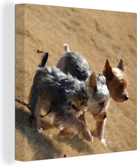 Canvas Schilderij Twee kleine Yorkshire Terriers lopen over het strand - 90x90 cm - Wanddecoratie