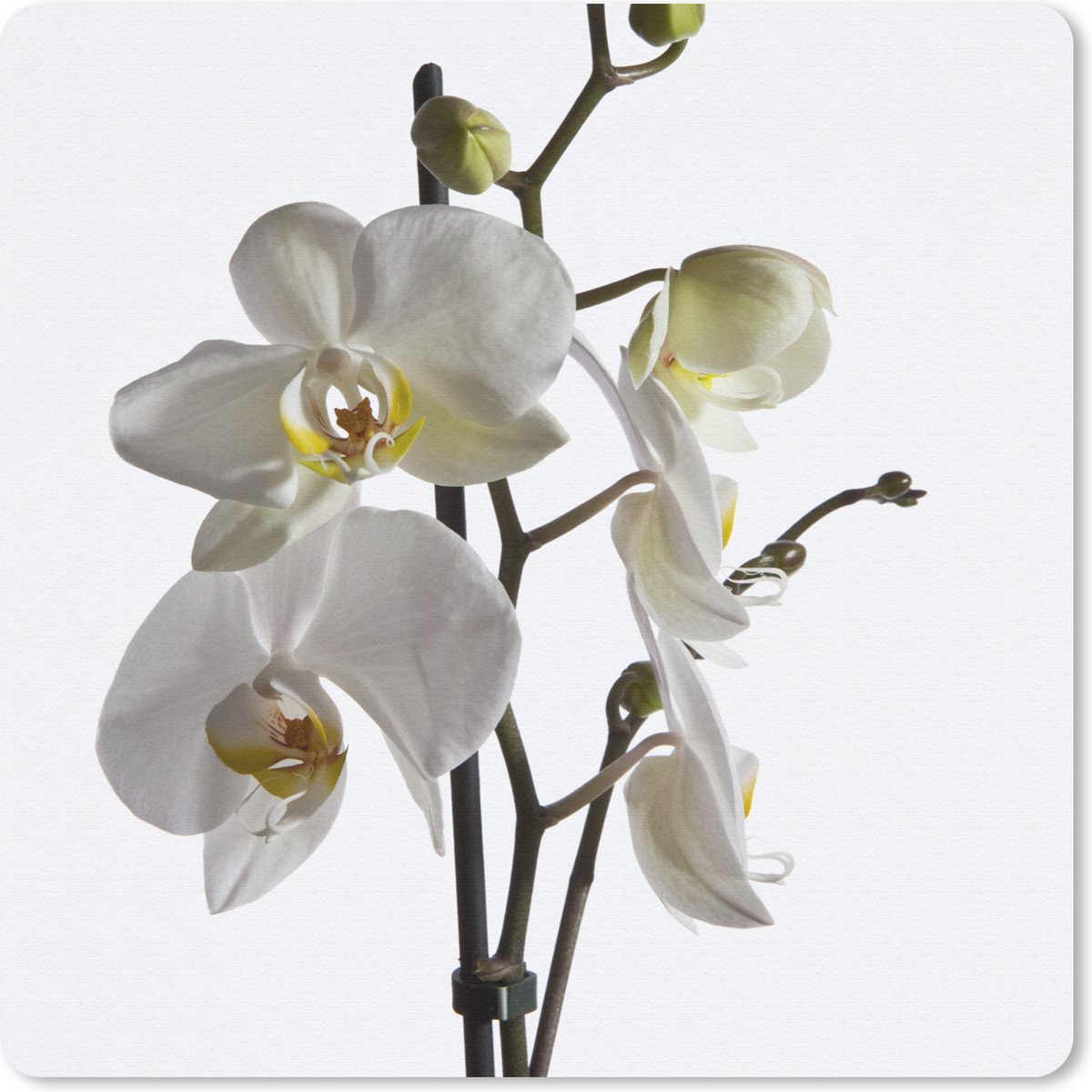 Muismat 30x30 cm - Mousepad Witte mot orchidee - Muismatten