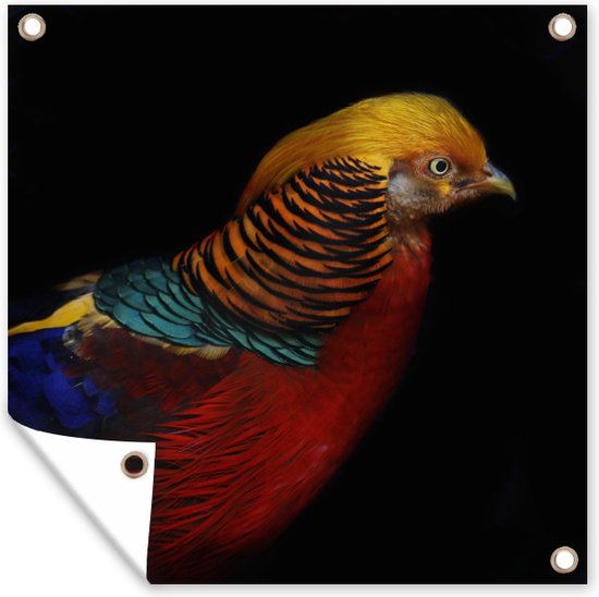 Affiche de jardin Faisan doré sur fond noir Toile en vrac 100x100 cm - Toile de jardin / Toile d'extérieur / Peintures d'extérieur (décoration de jardin)