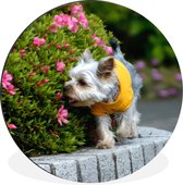 WallCircle - Wandcirkel - Muurcirkel - Een Yorkshire Terrier loopt langs kleurrijke bloemen - Aluminium - Dibond - ⌀ 120 cm - Binnen en Buiten XXL