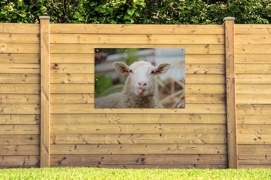 Tuinposter - Tuindoek - Tuinposters buiten - Schaap - Dieren - Wol - 120x80 cm - Tuin