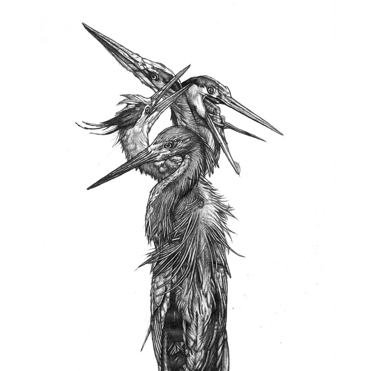 Grand Blue Heron - Hatch (LP)