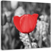 Trend24 - Canvas Schilderij - Rode Tulp Op De Weide - Schilderijen - Bloemen - 50x50x2 cm - Rood