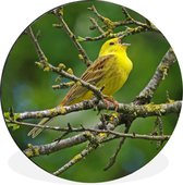 WallCircle - Wall Circle - Wall Circle - Yellowhammer - Branche - Arbre - Aluminium - Dibond - 60x60 cm - Intérieur et Extérieur