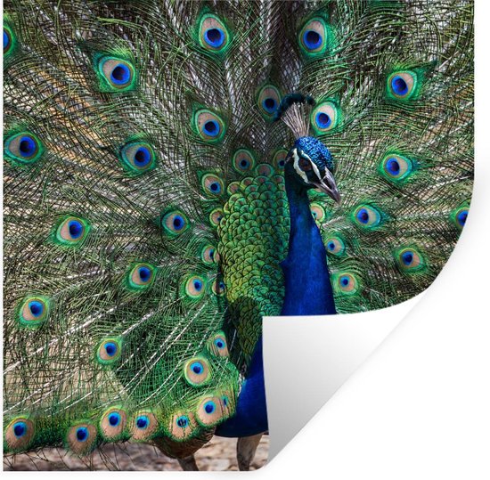 Stickers muraux - Plumes de paon - Vert - Blauw - 100x100 cm - Feuille adhésive XXL