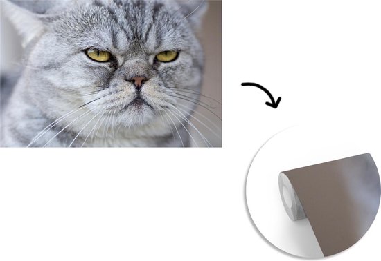 Papier Peint - Papier Papier peint photo Animaux - Chat - Grijs - Largeur 330 cm x Hauteur 220 cm