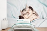 Behang - Fotobehang Kitten - Grappig - Bed - Kinderen - Jongens - Meisjes - Kids - Breedte 360 cm x hoogte 240 cm