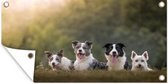 Tuinposter Vier honden liggend op een rij - 80x40 cm - Wanddecoratie Buiten - Tuinposter - Tuindoek - Schuttingposter - Tuinschilderij