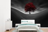 Behang - Fotobehang Zwart-wit foto met een rode boom - Breedte 305 cm x hoogte 220 cm