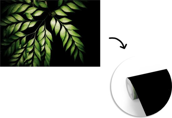 Papier peint photo vinyle - Les branches d'une fougère sur fond noir largeur 330 cm x hauteur 220 cm - Tirage photo sur papier peint (disponible en 7 tailles)