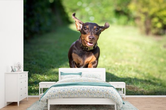 Papier peint photo en vinyle - Un teckel sprint largeur 390 cm x hauteur 260 cm - Tirage photo sur papier peint (disponible en 7 tailles)