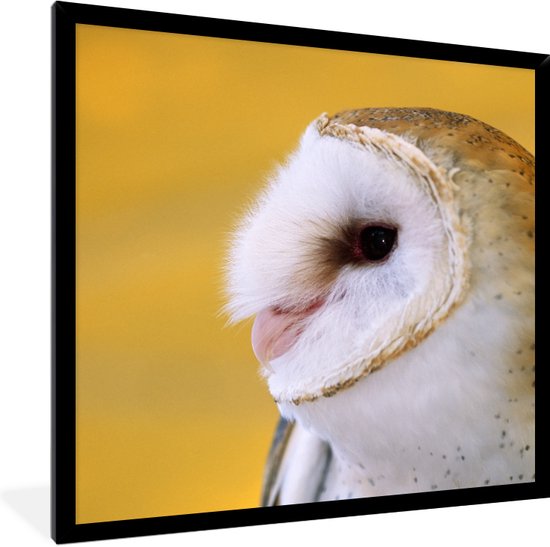 Affiche avec cadre Hibou - Jaune - Animal - 40x40 cm