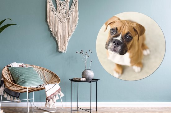 Le chiot Boxer lève les yeux vers la caméra Assiette en plastique cercle mural ⌀ 120 cm - impression photo sur cercle mural / cercle vivant (décoration murale) XXL / Groot format!