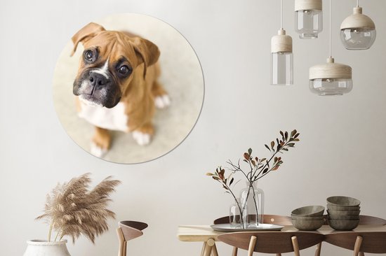 Le chiot Boxer lève les yeux vers la caméra Assiette en plastique cercle mural ⌀ 120 cm - impression photo sur cercle mural / cercle vivant (décoration murale) XXL / Groot format!