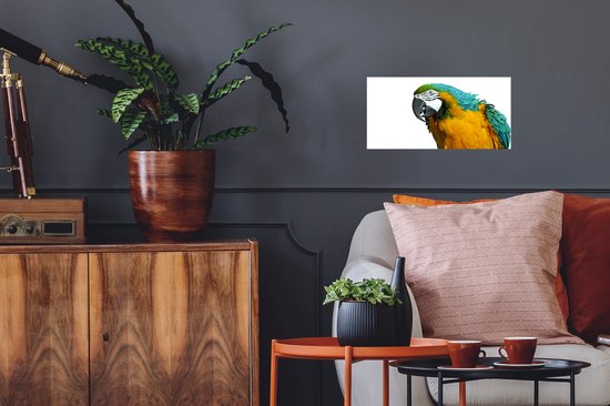 Affiche Perroquet - Vogel - Ressorts - Portrait - 40x20 cm