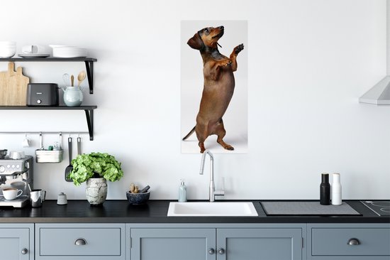 Poster Un Teckel debout sur ses deux pattes postérieures - 40x80 cm