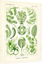 Caulerpa - Siphoneae (Kunstformen der Natur), Ernst Haeckel - Foto op Dibond - 60 x 80 cm
