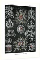 Tympanidium - Stephoidea (Kunstformen der Natur), Ernst Haeckel - Foto op Dibond - 60 x 80 cm