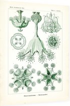 Lucernaria - Stauromedusae (Kunstformen der Natur), Ernst Haeckel - Foto op Dibond - 60 x 80 cm