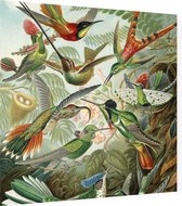 Trochilidae (of Kolibries), Ernst Haeckel - Foto op Dibond - 80 x 80 cm