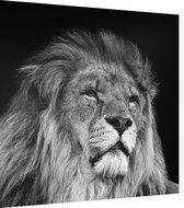 Statige Leeuw op zwarte achtergrond - Foto op Dibond - 80 x 80 cm